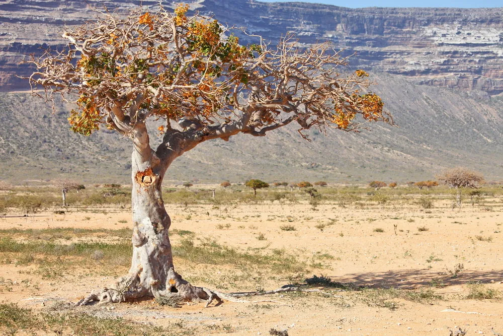 Myrrh Essential Oil