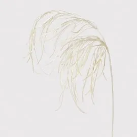 Pearl Grass Spray